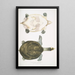 Trionyx Hurum Trionyx Hurum - John Edward Gray — quadro incorniciato alla parete