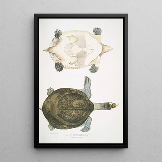 John Edward Gray - Hurum Trionyx Trionyx Hurum.webp