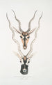 Antilope indiana Antilopa cervicapra testa e corno 1 giovane 2 adulto - John Edward Gray — vista dell’opera