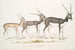 Antilope indiana Antilope cervicapra 1 Giovane a gennaio 1822 2 stesso individuo fine ottobre 1823 3 adulto - John Edward Gray — vista dell’opera