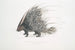 Ippocampo a cresta indiano Hystrix cristata - John Edward Gray — vista dell’opera