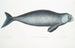 Dugong indiano Halicora Dugung - John Edward Gray — vista dell’opera
