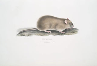 John Edward Gray - Indian Field Mouse Arvicola Indica.webp