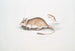 Rat Gerboise Indien Gerbillus Indicus - John Edward Gray — vista dell’opera