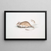 Rat Gerboise Indien Gerbillus Indicus - John Edward Gray — quadro incorniciato alla parete