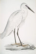 Héron blanc indien Ardea orientalis - John Edward Gray — vista dell’opera