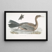 Cormoran javanais Crabo Carbo Javannica - John Edward Gray — quadro incorniciato alla parete