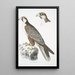 Faucon Jugger Falco Jugger 1 mâle 2 femelle taille naturale - John Edward Gray — quadro incorniciato alla parete