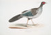 Faisan nepalese a strisce Phasianus Hamiltonii - John Edward Gray — vista dell’opera