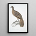 Faisan paon ligné Polyplectron lineatum - John Edward Gray | Reproduction — quadro incorniciato alla parete