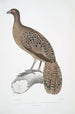 Faisan paon ligné Polyplectron lineatum - John Edward Gray | Reproduction — vista dell’opera