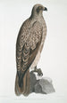 Aigle pêcheur ligné Halitus lineatus - John Edward Gray — vista dell’opera