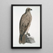 Aigle pêcheur ligné Halitus lineatus - John Edward Gray — quadro incorniciato alla parete