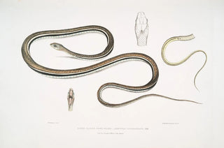 John Edward Gray - Lined Tailed Tree Snake Ahtula caudolineata.webp