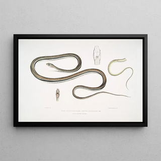 John Edward Gray - Lined Tailed Tree Snake Ahtula caudolineata.webp