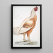 Coq de Malabar Gallus gigantea taille naturale - John Edward Gray — quadro incorniciato alla parete
