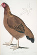 Poule de Malabar Gallus giganteus commun dans le Doab - John Edward Gray — vista dell’opera