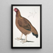 Poule de Malabar Gallus giganteus commun dans le Doab - John Edward Gray — quadro incorniciato alla parete