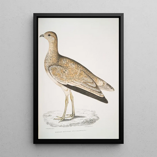 John Edward Gray - Marbled Bustard Otis marmorata.webp