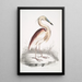 Héron à dos marron Ardea Grayii - John Edward Gray — quadro incorniciato alla parete