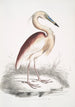 Héron à dos marron Ardea Grayii - John Edward Gray — vista dell’opera