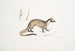 Paradoxure masqué Paradoxurus Viverra Larvatus - John Edward Gray — vista dell’opera