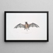 Murine Dysopes Dysopes Murinus - John Edward Gray — quadro incorniciato alla parete