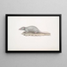 Musaraigne musquée Sorex myosurus - John Edward Gray — quadro incorniciato alla parete