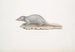 Musaraigne musquée Sorex myosurus - John Edward Gray — vista dell’opera
