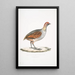 Perdrix olive Perdix olivacea - John Edward Gray — quadro incorniciato alla parete