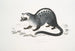 Paradoxe di Pallas, Paradoxurus Pallasii, India - John Edward Gray — vista dell’opera
