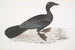 Cormorano pigmeo Carbo pygmaeus pygmaeus - John Edward Gray — vista dell’opera