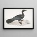 Cormorano pigmeo Carbo pygmaeus pygmaeus - John Edward Gray — quadro incorniciato alla parete