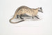 Paradoxure prehensile Paradoxurus prehensilis - John Edward Gray — vista dell’opera