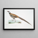 Faisan di Reeves, Phasianus reevesii - John Edward Gray — quadro incorniciato alla parete