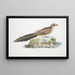 Coucou Sirkeer Centropus Sirkee - John Edward Gray — quadro incorniciato alla parete