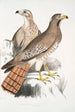 Buse Teesa Buzard Buteo Teesa 1 giovane 2 vecchio uccello - John Edward Gray — vista dell’opera