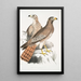 Buse Teesa Buzard Buteo Teesa 1 giovane 2 vecchio uccello - John Edward Gray — quadro incorniciato alla parete