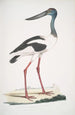 Jabiru Tetaar Ciconia Mycteria Australis - John Edward Gray — vista dell’opera