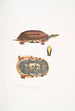 Tortue-boîte à trois bandes Cistuda trifasciata - John Edward Gray — vista dell’opera