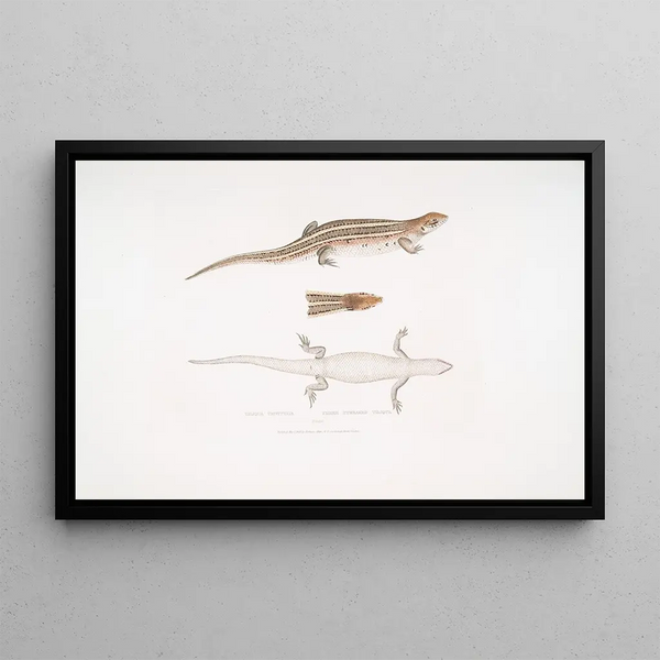 John Edward Gray - Three Streaked Tiliqua Tiliqua trivittata.webp