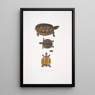 John Edward Gray - Toothed Terrapin Emys dentata.webp