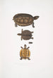 Terrapin dentelé Emys dentata - John Edward Gray — vista dell’opera