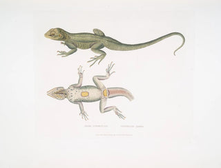 John Edward Gray - Tubercled Agama Agama tuberculata.webp