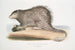 Ippocampo a coda folta Hystrix fasiculata Hystrix fasciculata India - John Edward Gray — vista dell’opera