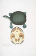 Trionyx valvulaire Emyda punctata Trionyx granosus - John Edward Gray — vista dell’opera