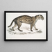 Vivirine Viverrine Chat Felis Vivirinus Viverrinus - John Edward Gray — quadro incorniciato alla parete