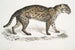Vivirine Viverrine Chat Felis Vivirinus Viverrinus - John Edward Gray — vista dell’opera