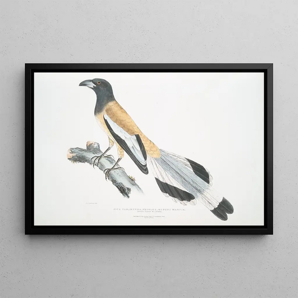 John Edward Gray - Weigler Rufons Magpie Pica Vagabunga Natives of Calcutta.webp