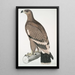 Aigle à bandes blanches Aquilla bifasciata - John Edward Gray — quadro incorniciato alla parete